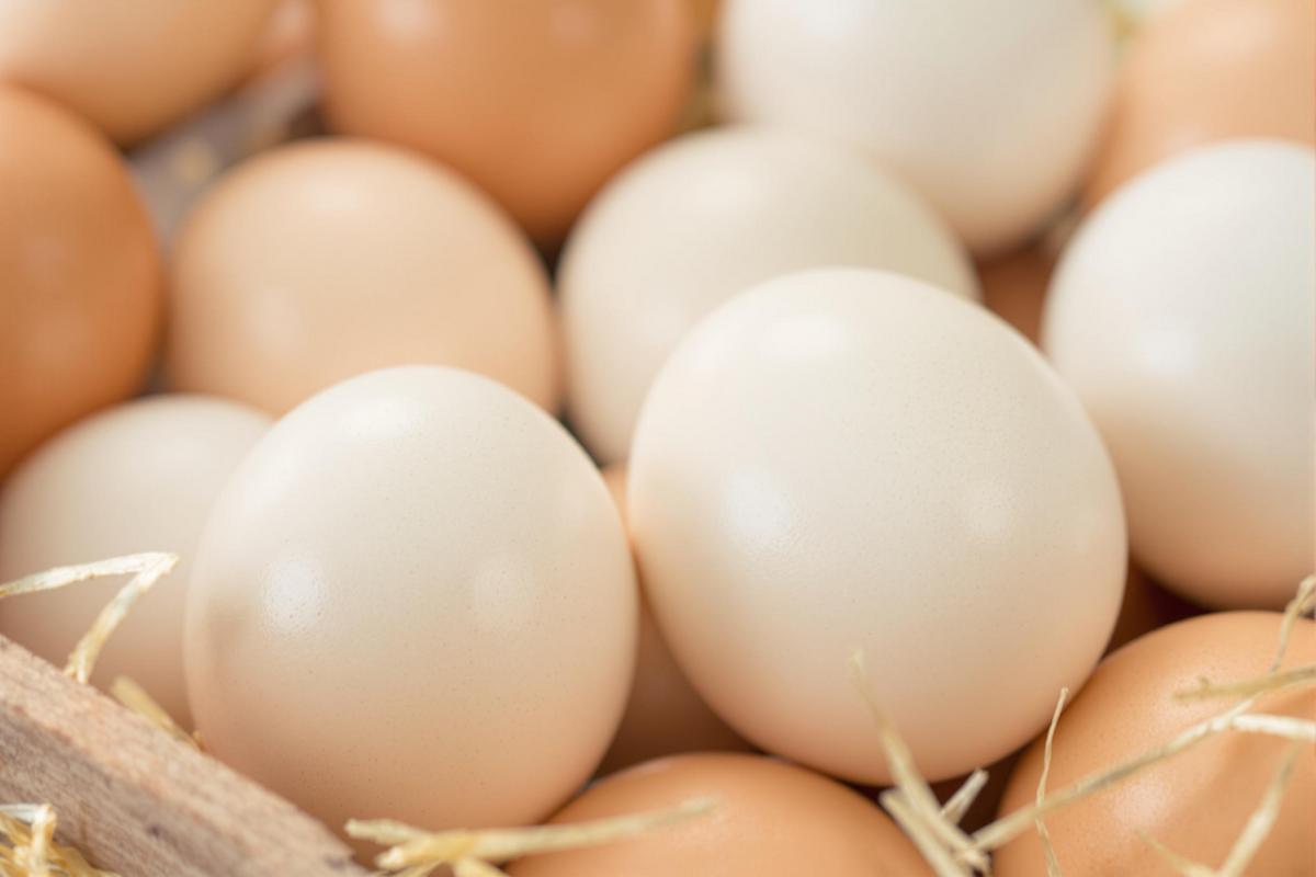 les œufs de catégorie a ont plusieurs caractéristiques lesquelles