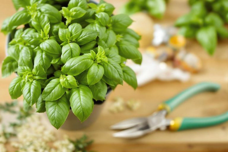 Arrêtez de couper votre basilic en pot n’importe comment : la méthode pour qu’il repousse et reste bien fourni